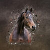 Splash - Afbeelding 2